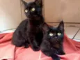 Amy & Amora