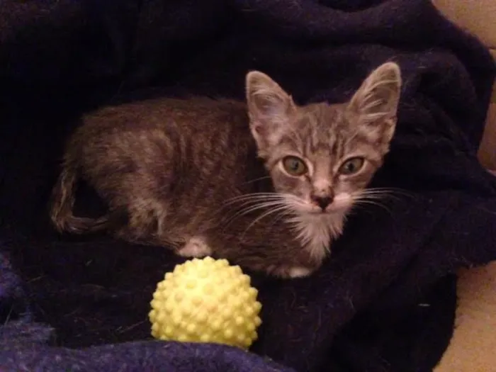 Gato ra a SRD idade Abaixo de 2 meses nome Bonnie