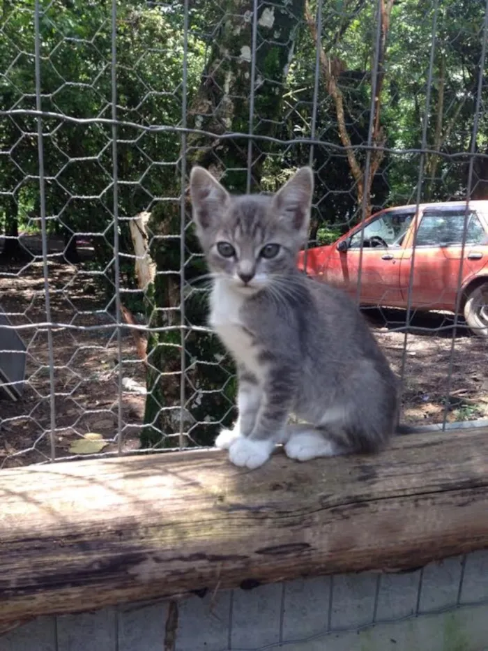 Gato ra a SRD idade Abaixo de 2 meses nome Bonnie