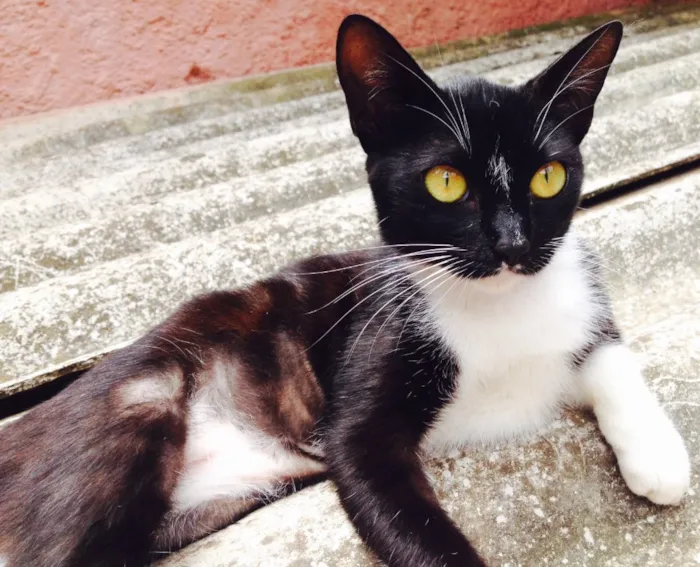 Gato ra a SRD idade 2 a 6 meses nome Milka