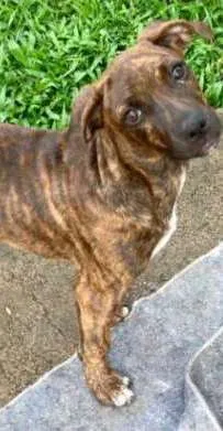 Cachorro ra a SRD idade 2 a 6 meses nome Drica