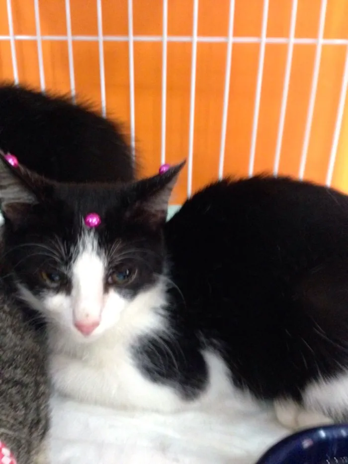 Gato ra a SRD idade 2 a 6 meses nome Samira