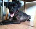 Otto