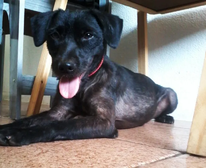 Cachorro ra a SRD idade 1 ano nome Otto