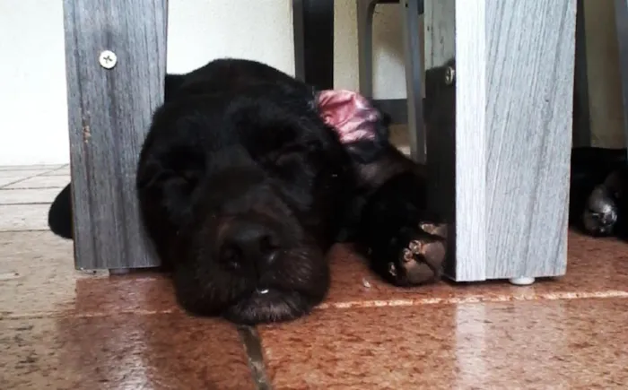 Cachorro ra a SRD idade 1 ano nome Otto