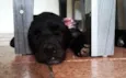 Otto