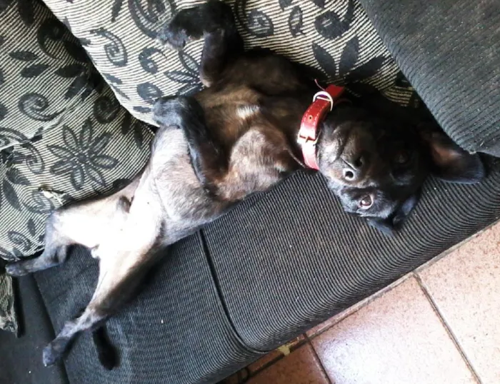 Cachorro ra a SRD idade 1 ano nome Otto