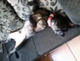 Otto