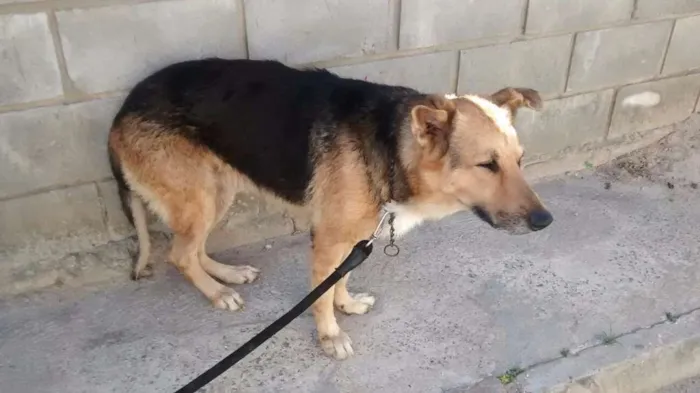 Cachorro ra a Pastor alemão  idade 3 anos nome Thor