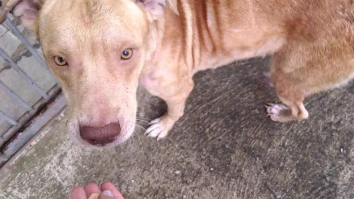 Cachorro raça Pitbull idade 7 a 11 meses nome Alex