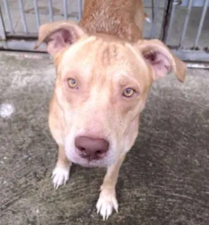 Cachorro raça Pitbull idade 7 a 11 meses nome Alex