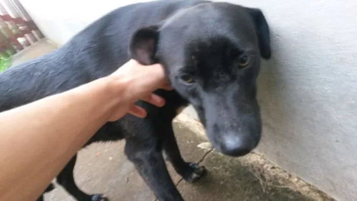 Cachorro ra a  idade 7 a 11 meses nome sem nome