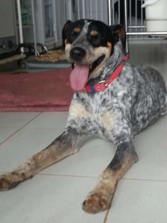 Cachorro ra a Blue Heeler idade 7 a 11 meses nome Blue Heeler