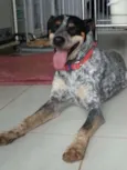 Blue Heeler