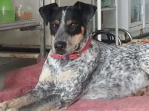 Cachorro raça Blue Heeler idade 7 a 11 meses nome Blue Heeler