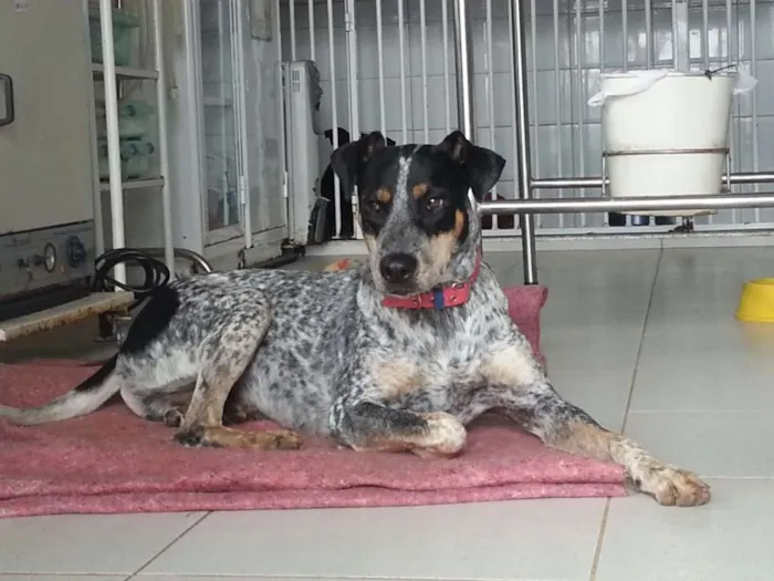Cachorro ra a Blue Heeler idade 7 a 11 meses nome Blue Heeler