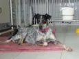 Blue Heeler