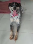 Blue Heeler