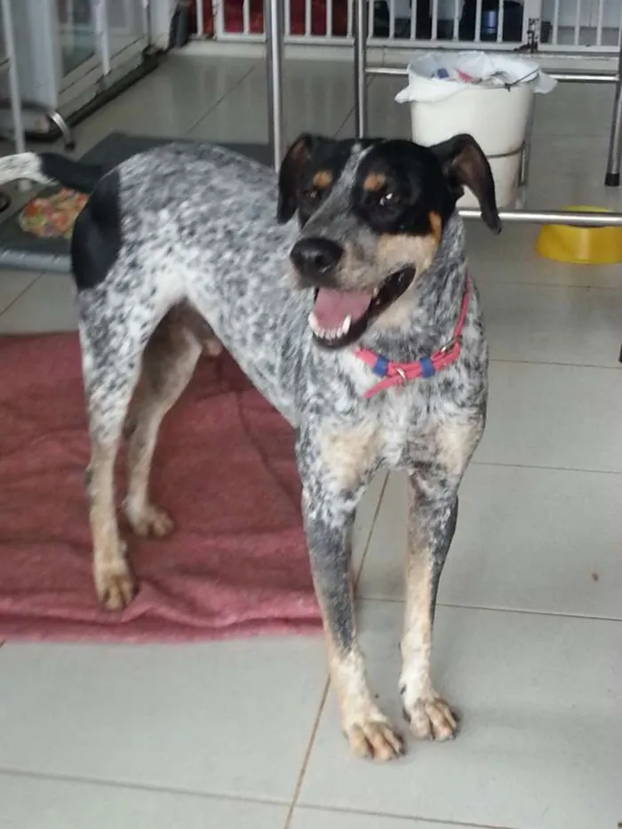 Cachorro ra a Blue Heeler idade 7 a 11 meses nome Blue Heeler