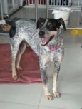 Blue Heeler