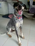 Blue Heeler