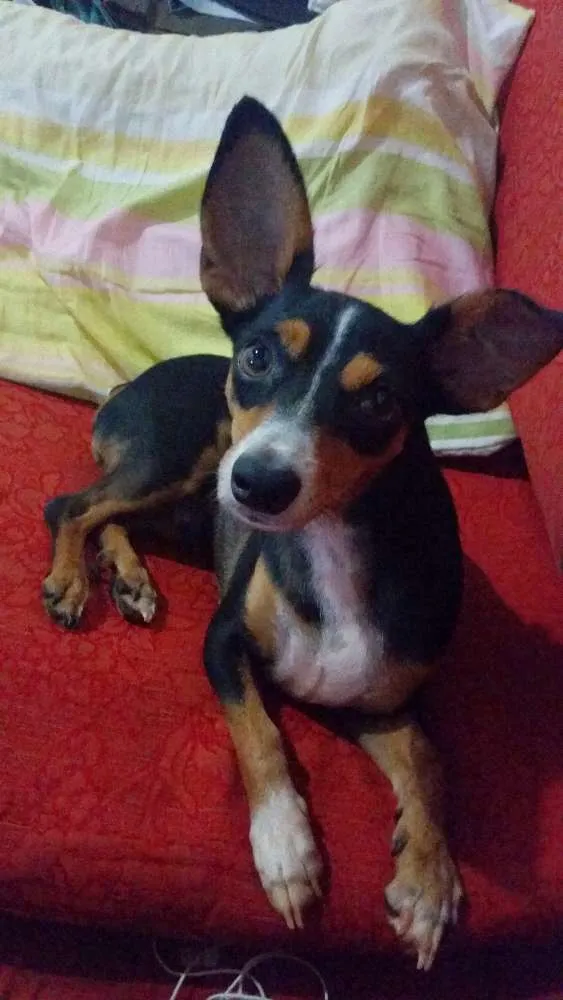 Cachorro ra a Pincher com vira lata idade 5 anos nome Haru