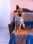 Bitufo