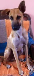 Bitufo