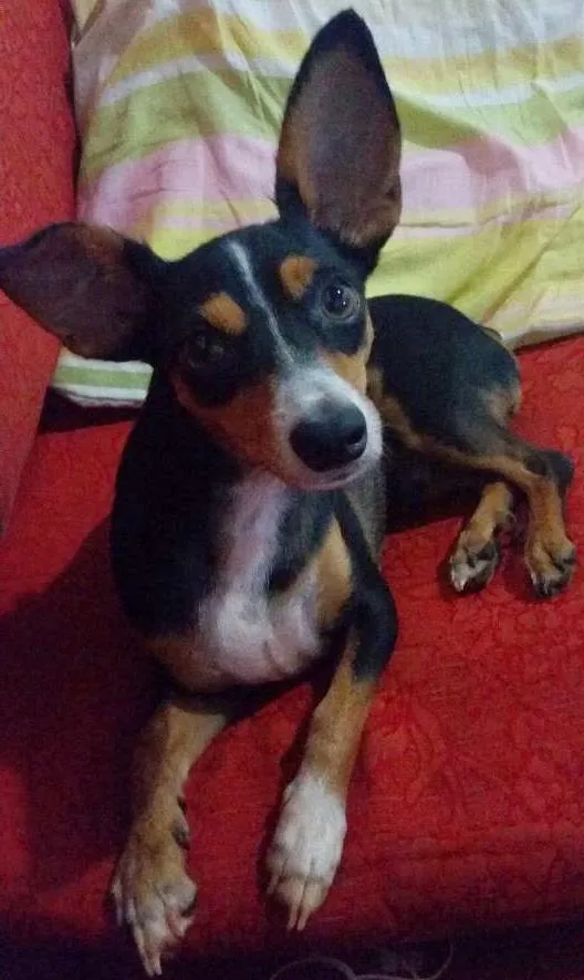 Cachorro ra a Pincher com vira lata idade 5 anos nome Haru