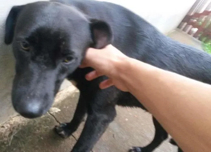 Cachorro ra a  idade 7 a 11 meses nome sem nome