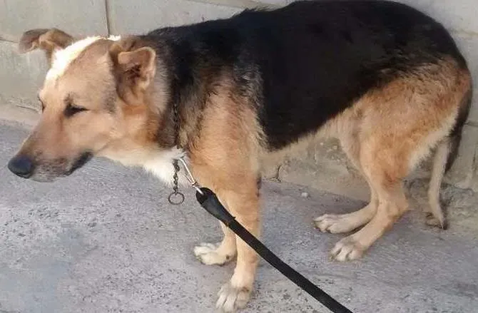 Cachorro ra a Pastor alemão  idade 3 anos nome Thor