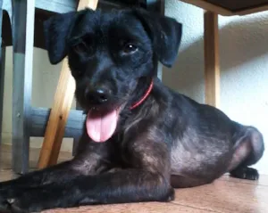 Cachorro raça SRD idade 1 ano nome Otto