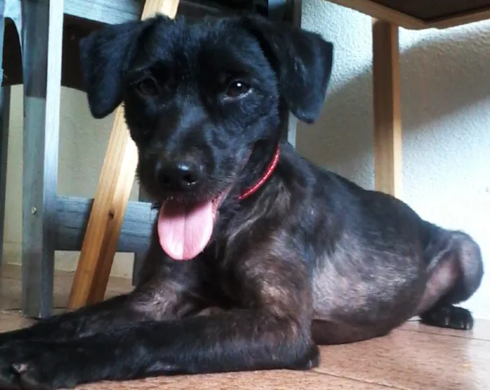 Cachorro ra a SRD idade 1 ano nome Otto