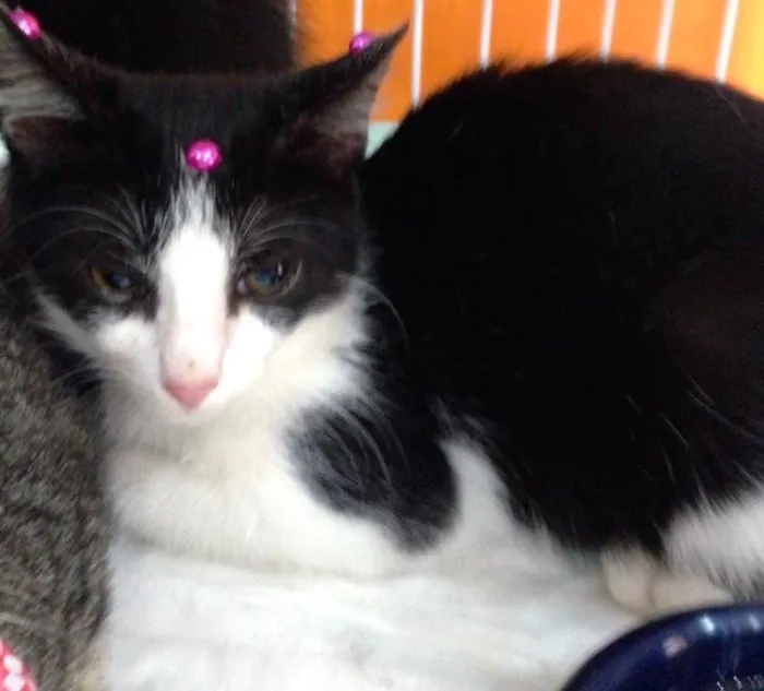 Gato ra a SRD idade 2 a 6 meses nome Samira