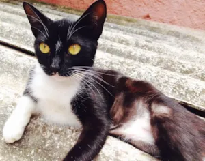 Gato raça SRD idade 2 a 6 meses nome Milka
