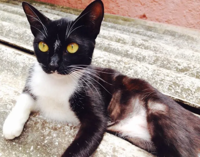 Gato ra a SRD idade 2 a 6 meses nome Milka