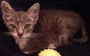 Gato raça SRD idade Abaixo de 2 meses nome Bonnie