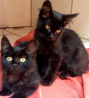 Gato raça SRD idade 2 a 6 meses nome Amy & Amora