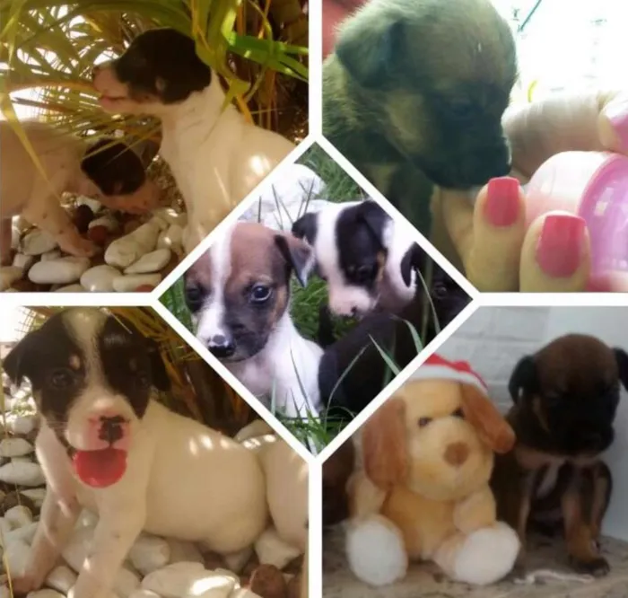 Cachorro ra a Srd idade Abaixo de 2 meses nome Filhotes lindos e f