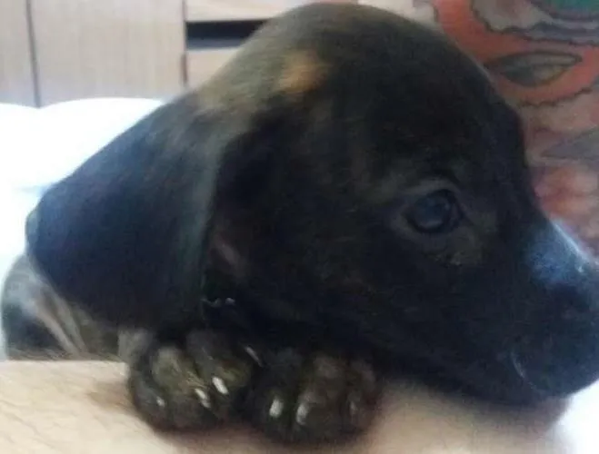 Cachorro ra a mae labrador e o pai desconhecido idade Abaixo de 2 meses nome sem nome