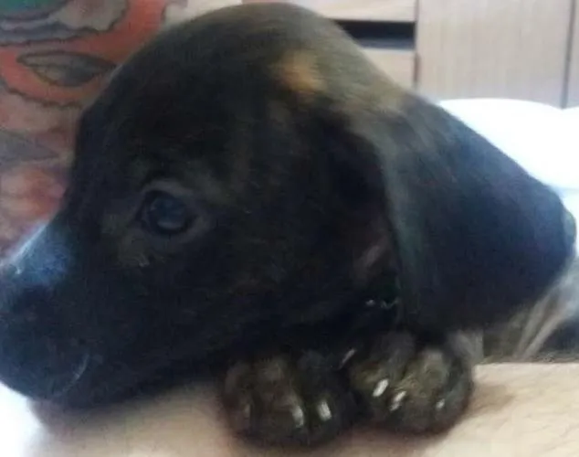 Cachorro ra a mae labrador e o pai desconhecido idade Abaixo de 2 meses nome sem nome