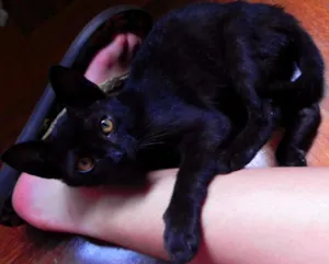 Gato raça SRD idade 2 a 6 meses nome Sally