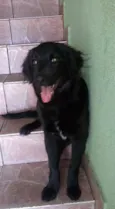 Duque