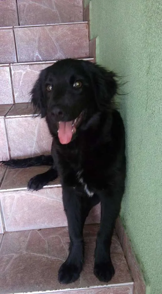 Cachorro raça labrador idade 2 a 6 meses nome Duque