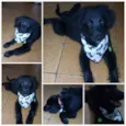 Duque