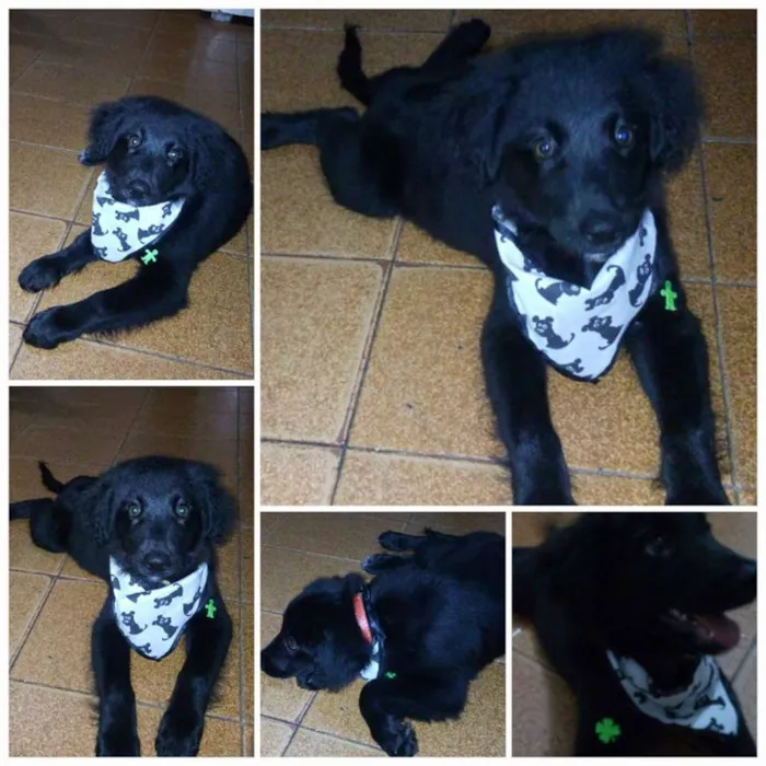 Cachorro raça labrador idade 2 a 6 meses nome Duque