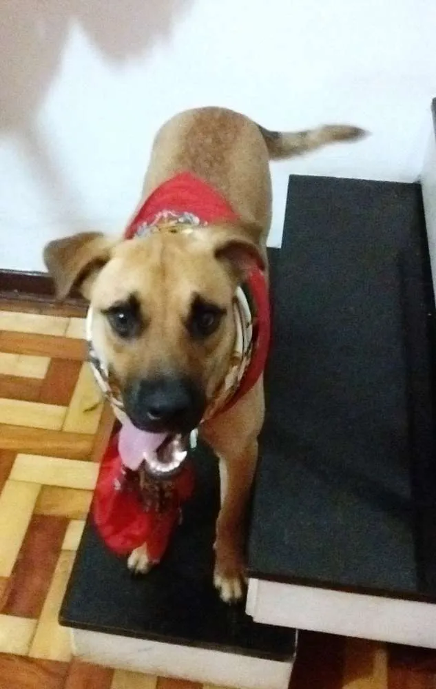 Cachorro raça SRD idade 1 ano nome Tica