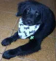 Duque