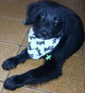 Cachorro raça labrador idade 2 a 6 meses nome Duque