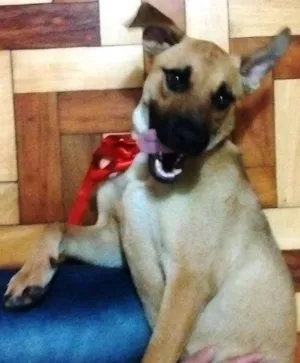 Cachorro raça SRD idade 1 ano nome Tica